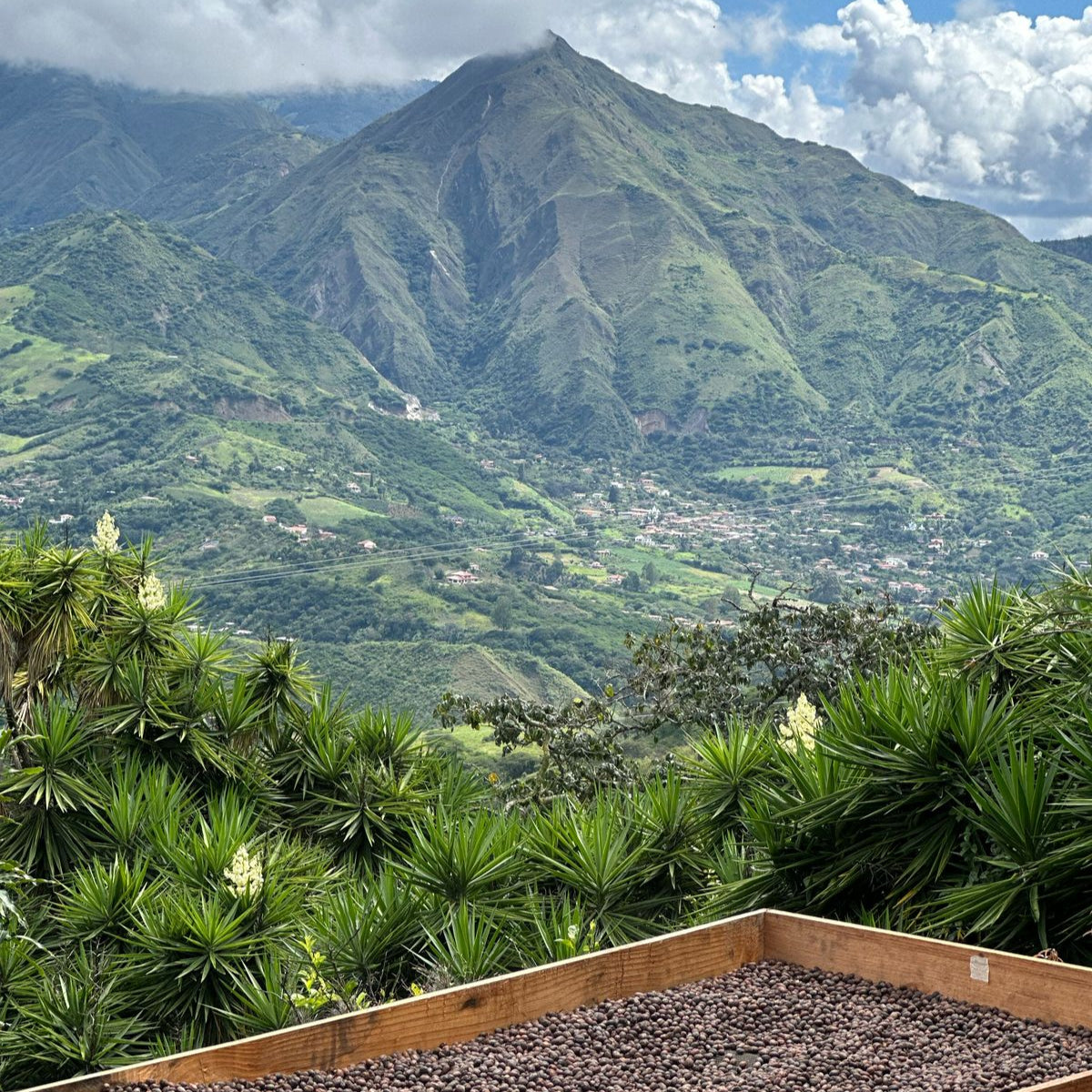 Sidra Maceración Carbónica - Cararango